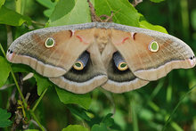 Polyphemus adult moth