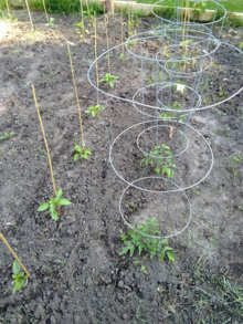 Vegetable garden with caged tomatoes that will shade out the peppers.
