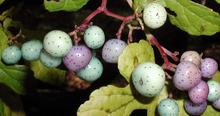 blue, pink, purple, and yellow porcelain berries