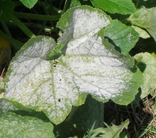 White powdery mildew on leaves of a plant