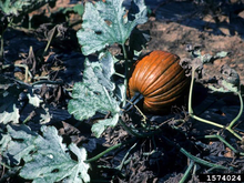A small pumpkin with large leaves with powdery mildew in a garden.