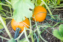 Two ripe pumpkins growing in a field.