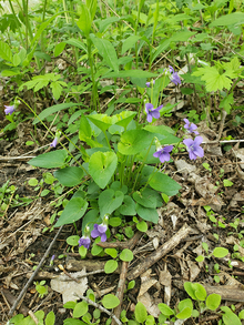 Several purple wild violets attached to a cluster of stems and heart-shaped leaves.