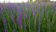 Field of purple loosestrife.