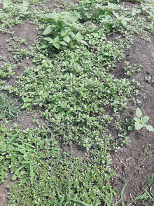 Purslane is sprawling across an empty garden bed, and is joined by other weeds.
