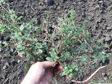 A large purslane plant is uprooted, showing a taproot and thick red stems.