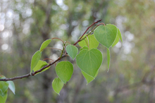 Closeup of a stem quaking aspen leaves on a tree.