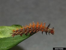 Larval stage of question mark butterfly, covered with red, branched cuticles resembling spikes. Image by Bruce Watt, Bugwood.org