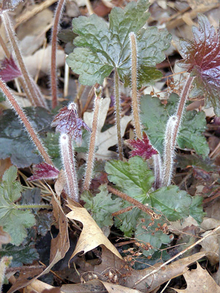 Fuzzy stems with red leaves, some stems have only parts of the leaves left, while others have no leaves left.