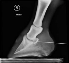 X ray image of horse hoof showing needle placement in the navicular bursa.