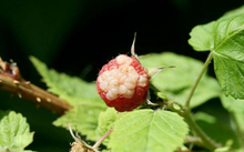 Red raspberry with white discoloration.