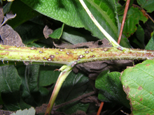 brown spots with white centers on green raspberry cane