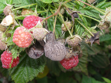 Raspberries on the bush with gray fuzzy growth.
