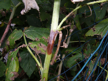 large dark brown spot on green raspberry cane