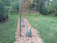 Rebar wildlife cages around blackberry plants.