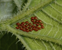 Squash bug eggs on squash leaf