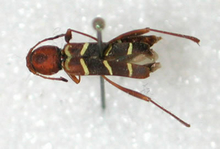 A brown insect with yellow lines on its wings