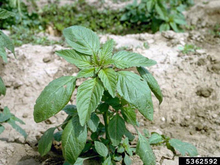 A small plant with green leaves