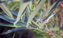 close up of single blade of reed canary grass 