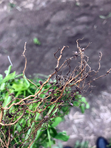 Roots of a plant with small pink circular growths from rhizobia.