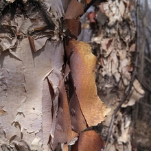 Closeup of bark on a river birch tree.