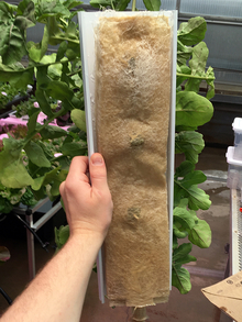A plastic channel top cover with rockwool attached to the underside and supporting arugula roots. 
