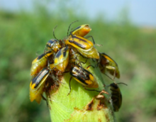 Scouting assesses rootworm populations