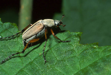 Brownish beetle with orange legs 