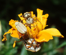 Two rose chafer beetles on a marigold flower with its petals eaten away