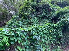 Rough potato vines climbing a fence and blanketing a tree with leaves.