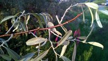 close up of small redish branch of russian olive