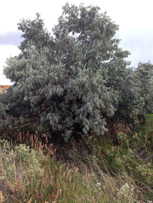 russian olive tree growing in the grass