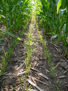 rows of young rye plants growing in tall corn rows
