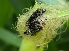 Several black beetles in a group on the threads of a corn ear