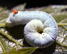 Abbott's sphinx caterpillar in second stage of development