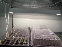 Two trays of seedlings with plastic lids sit underneath a white grow light.