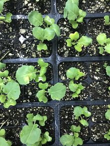 Small broccoli seedlings in a transplant tray. Some have yellow spots on the leaf edges.