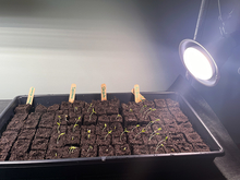 A tray with soil blocks and newly emerged pepper seedlings. There is a grow light in the top right corner, and the seedlings are stretching toward it.