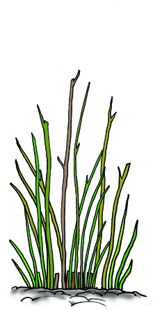 Illustration of a shrub after pruning.