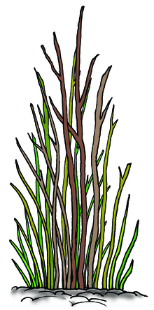 An illustration dense shrub with many stems.