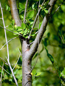 close up of Siberian elm tree