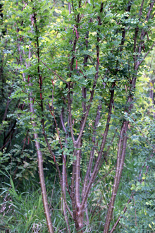 small Siberian peashrub growing in the woods