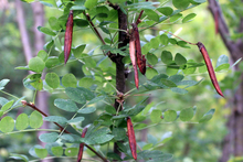 close up of long red, pod like Siberian pea pods