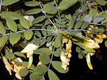 close up of yellow Siberian peashrub flowers