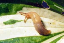 slug crawling on white and green hosta leaf
