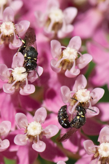 Close-up of small bees on pink flowers
