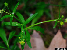 A small green plant with three stems, each with a small yellow flower