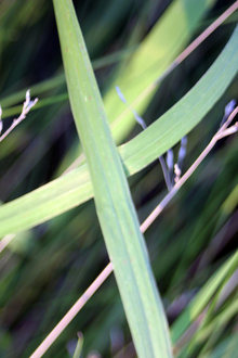 close up of a leaf blade of smooth brome grass