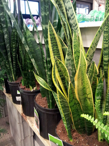 Green and yellow narrow-leafed snake plants in pots on a table.
