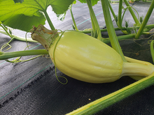 An elongated softball sized white pumpkin sitting on black landscape fabric. A thin pumpkin tendril begins to reach across the top of the pumpkin and there is a papery old petal still around the top of the pumpkin